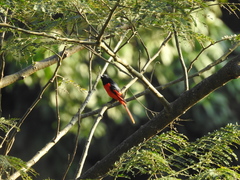 Pericrocotus brevirostris