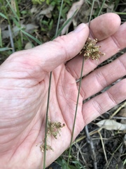 Juncus usitatus