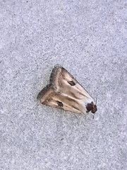 Heliothis scutuligera