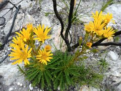 Berkheya herbacea