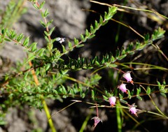 Erica longipedunculata setifera
