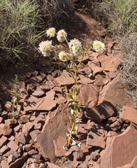 Ptilotus auriculifolius