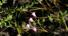 Erica longipedunculata setifera