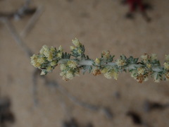 Ifloga repens