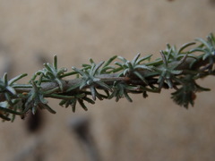Ifloga repens