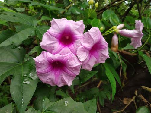 Forest Morning Glory