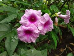 Ipomoea mauritiana