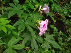 Ipomoea mauritiana