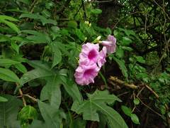 Ipomoea mauritiana