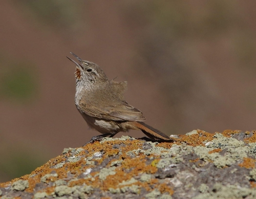 Subspecies Asthenes modesta australis · iNaturalist