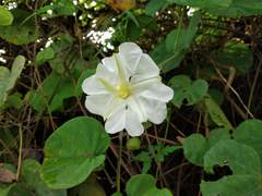 Rivea hypocrateriformis