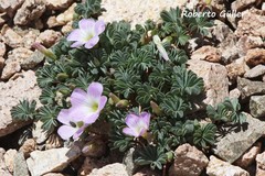Oxalis adenophylla