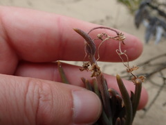 Crassothonna capensis