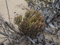 Crassothonna capensis