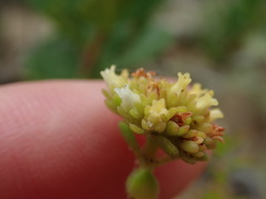 Crassula subulata fastigiata