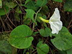 Rivea hypocrateriformis