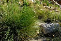 Capeochloa cincta cincta