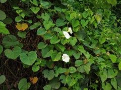 Rivea hypocrateriformis