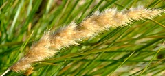 Capeochloa cincta cincta
