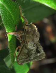 Dumbletonius characterifer