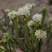 Selago ramosissima - Photo (c) Adriaan Grobler, some rights reserved (CC BY-NC), uploaded by Adriaan Grobler