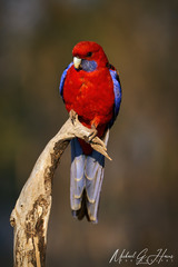 Platycercus elegans elegans