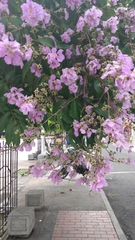 Lagerstroemia speciosa