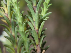 Selago ramosissima