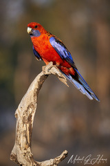 Platycercus elegans elegans