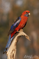 Platycercus elegans elegans