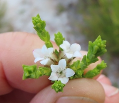 Euchaetis