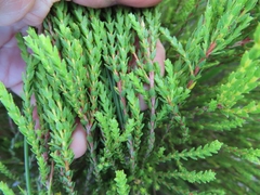 Euchaetis