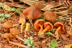 Cortinarius cinnamomeus