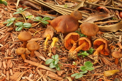 Cortinarius cinnamomeus
