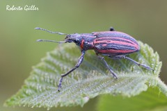 Naupactus rivulosus