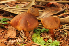 Cortinarius cinnamomeus