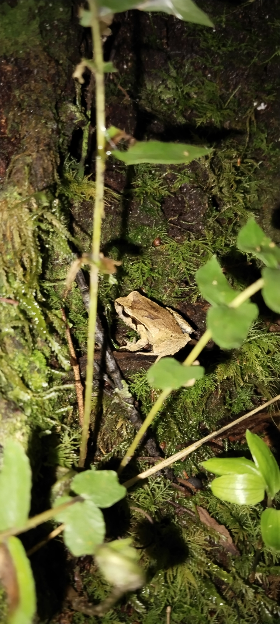Eupsophus calcaratus (Günther, 1881)