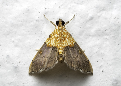 Agrotera basinotata Hampson, 1891