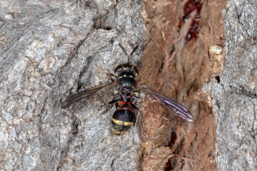 Microdon Microdon gayi · iNaturalist