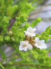 Euchaetis