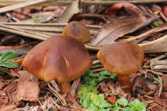 Cortinarius cinnamomeus