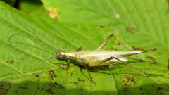Oecanthus longicauda