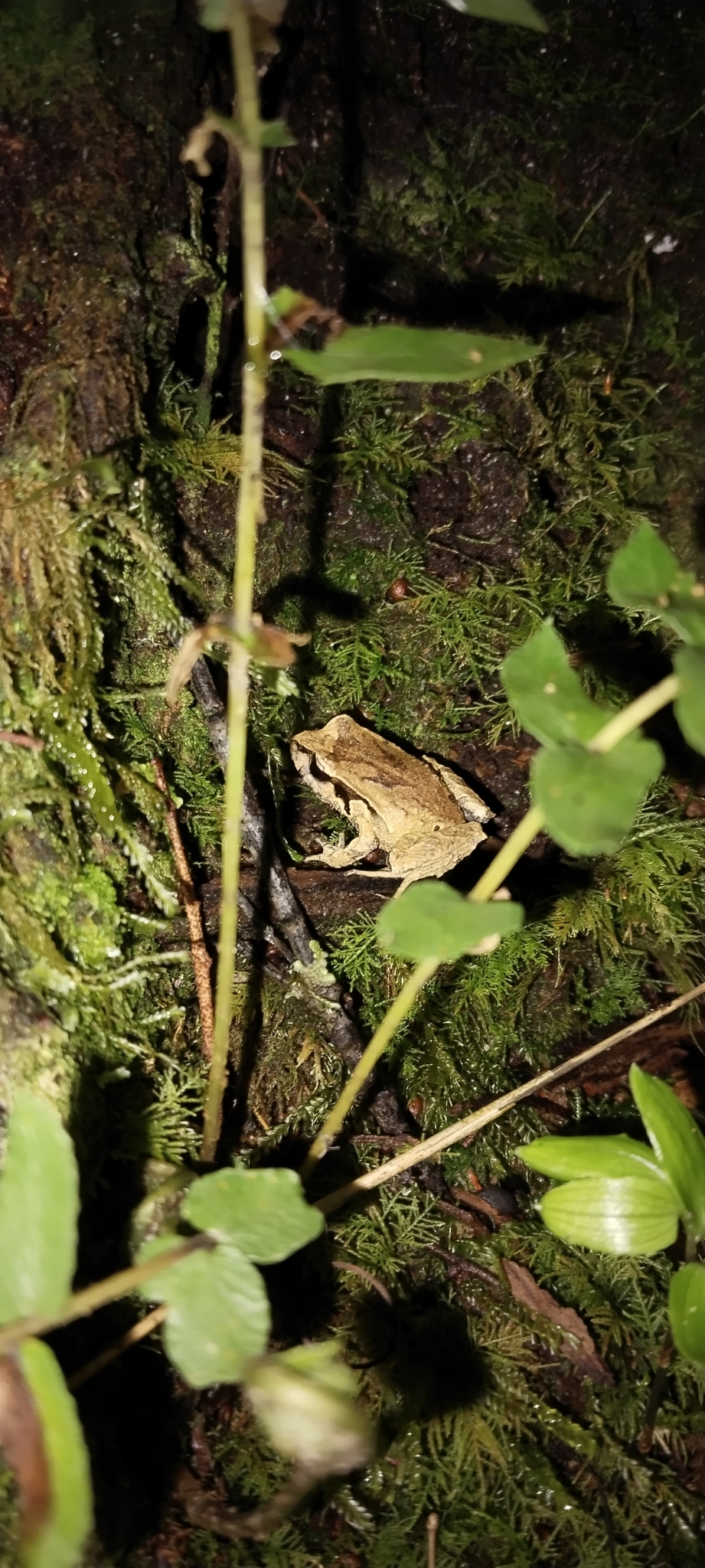 Eupsophus calcaratus (Günther, 1881)