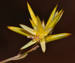 Ptilotus gaudichaudii