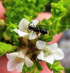 Camponotus werthi