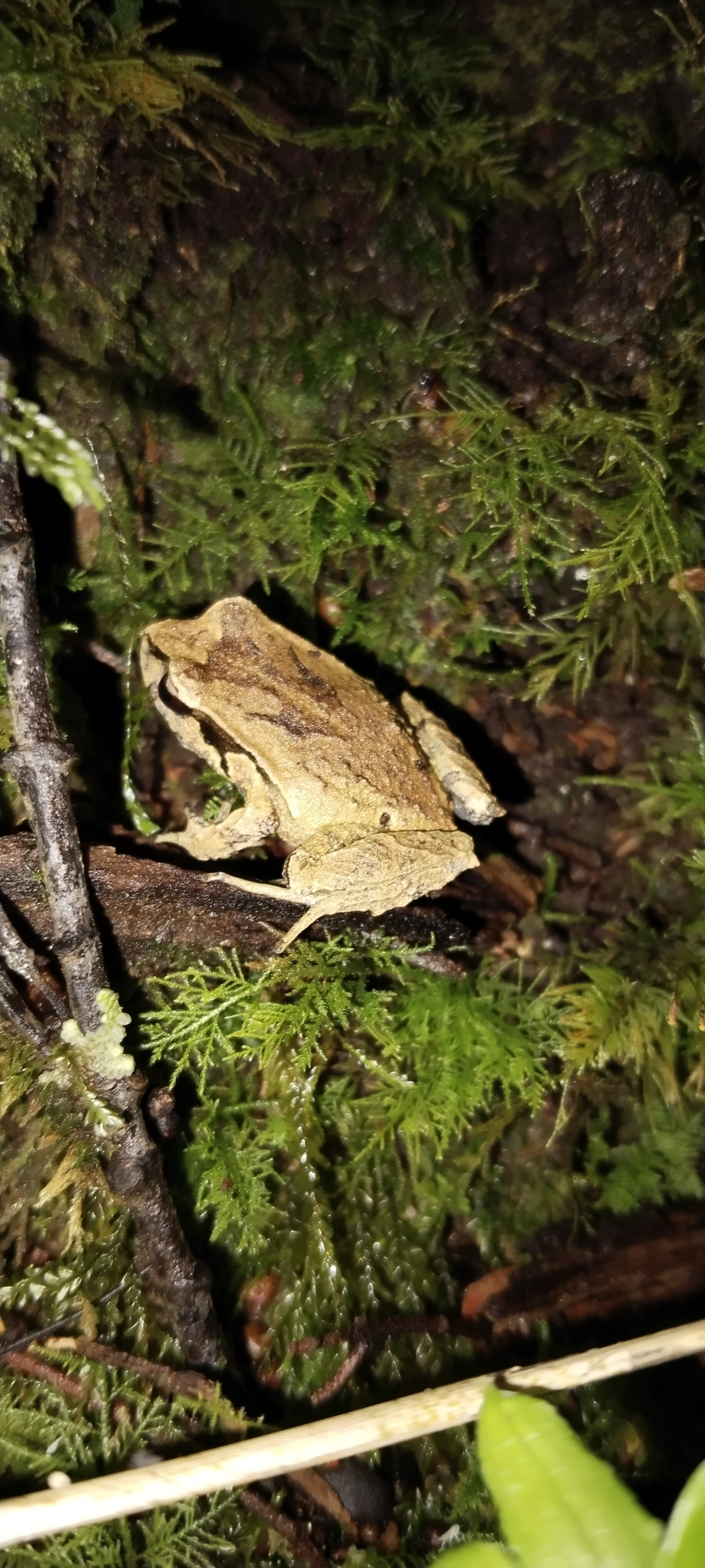 Eupsophus calcaratus (Günther, 1881)