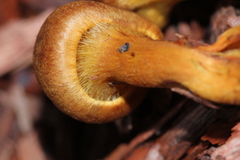 Cortinarius cinnamomeus