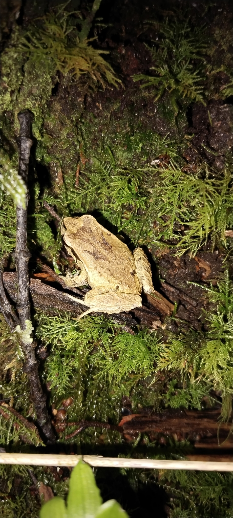 Eupsophus calcaratus (Günther, 1881)