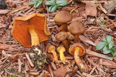 Cortinarius cinnamomeus