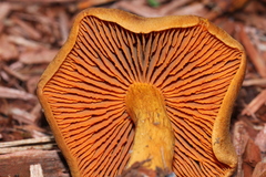 Cortinarius cinnamomeus